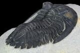 Detailed Hollardops Trilobite - Visible Eye Facets #125219-5